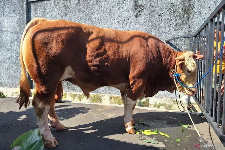 Kecanggihan ‘Smart Gate’ RT 11 Gandaria Utara Berbuah Manis Berupa Hadiah Sapi Satu Ton dari Pemprov DKI