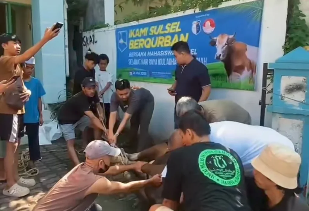 PB IKAMI Sulsel Satukan Mahasiswa Rantau Lewat Kurban Iduladha PB IKAMI Sulsel kurban