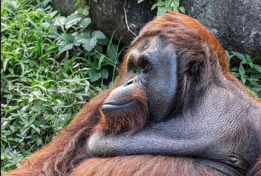 Orangutan Pingsan di Kebun Sawit Ketapang Akibat ASAP Karhutla, Tim Relawan Turun Tangan